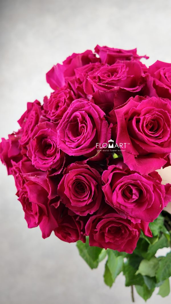 Rosa Born Beauty Rosa Born Beauty