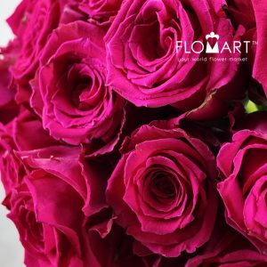 Rosa Born Beauty - Image 2