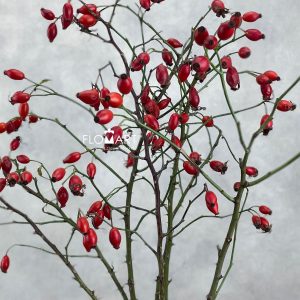 Rosa Bottel Giant Fantasy