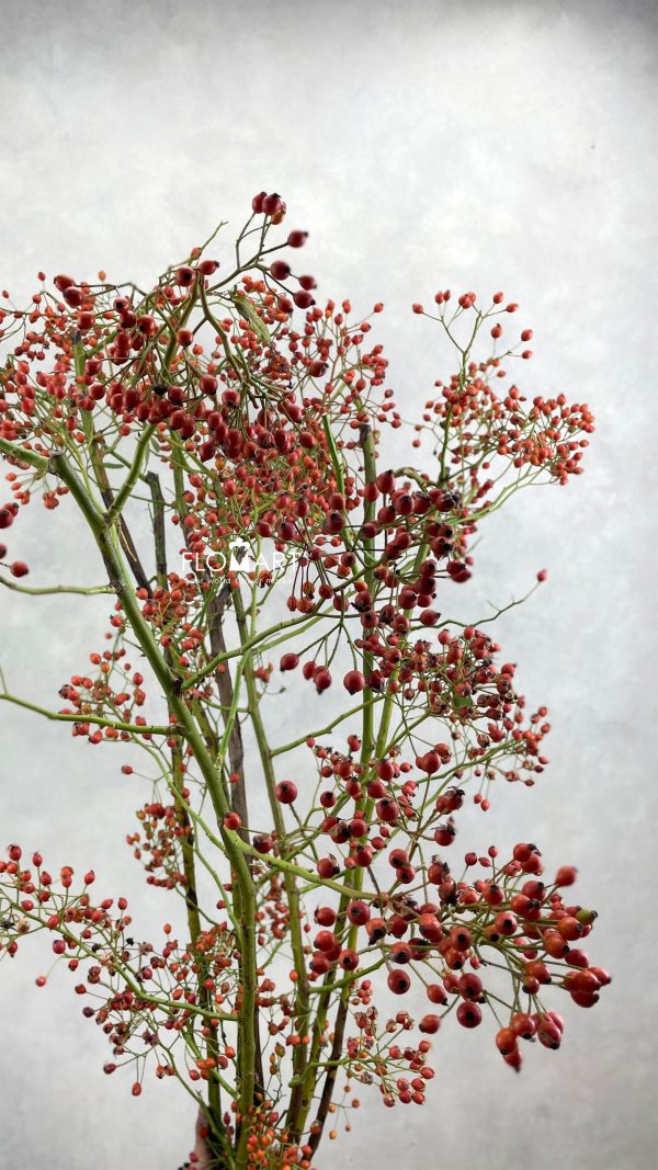 Rosa Bottel Ouverture Rosa Bottel Ouverture