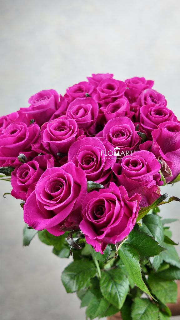 Rosa Breezer