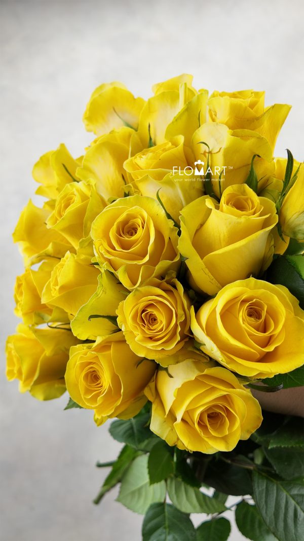 Rosa Brighton Rosa Brighton