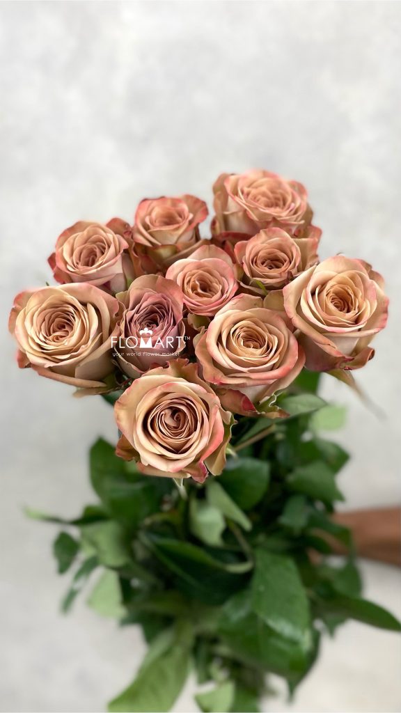 Rosa Cappuccino