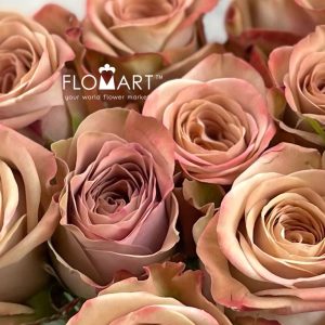 Rosa Cappuccino - Image 2
