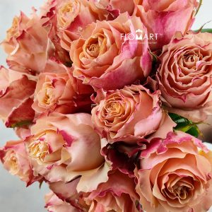 Rosa Carpe Diem