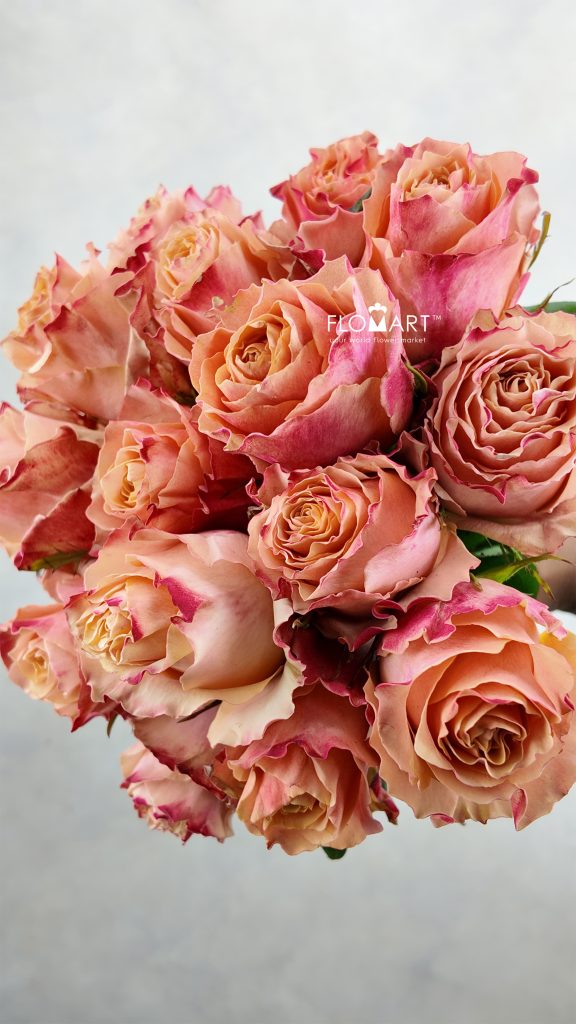 Rosa Carpe Diem