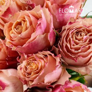 Rosa Carpe Diem - Image 2