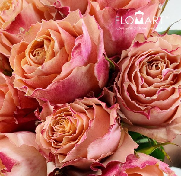 Rosa Carpe Diem