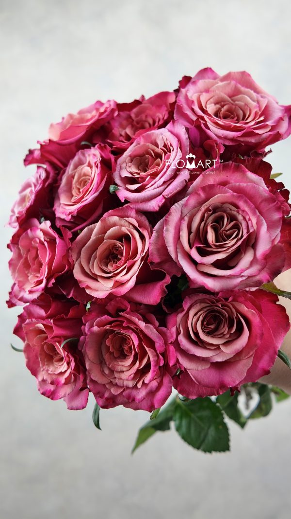 Rosa Cold Brew Rosa Cold Brew