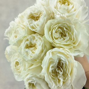 Rosa Coldplay