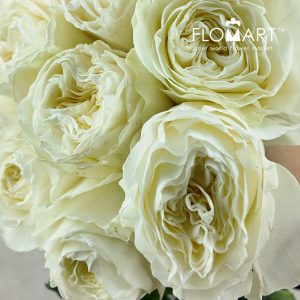 Rosa Coldplay - Image 2