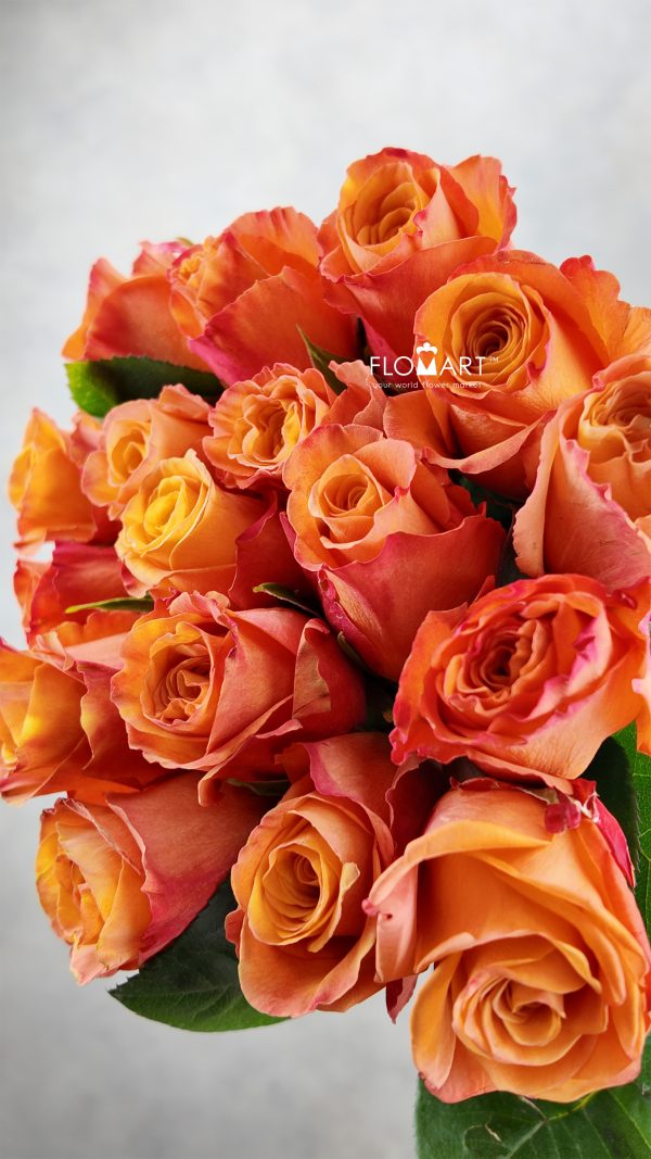 Rosa Confidential