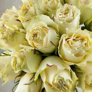 Rosa Cream Carpe Diem