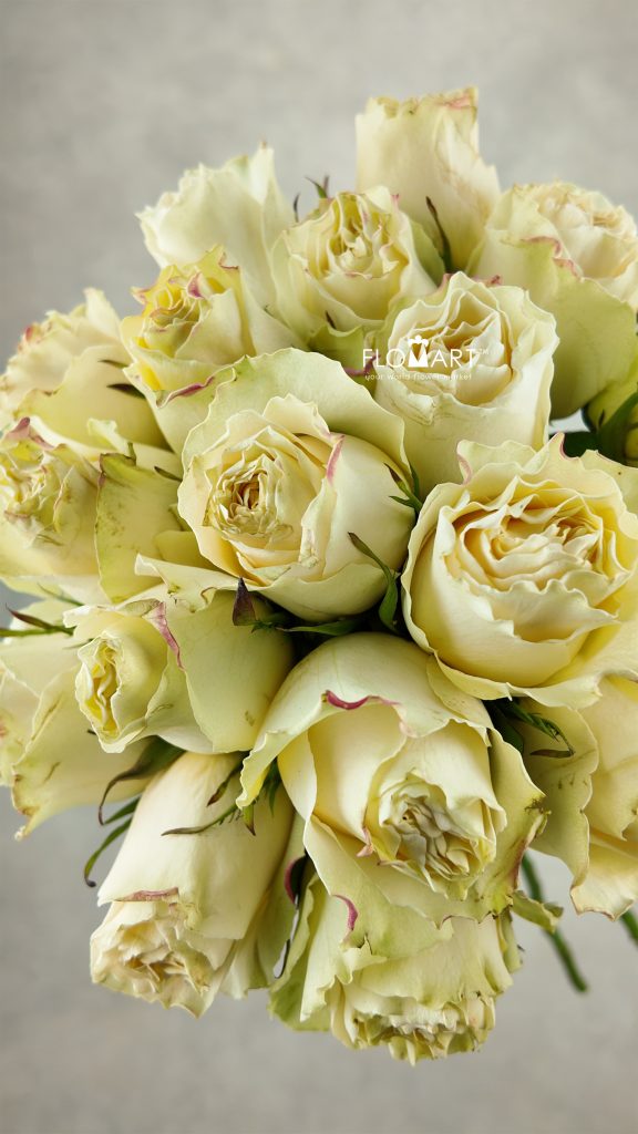 Rosa Cream Carpe Diem