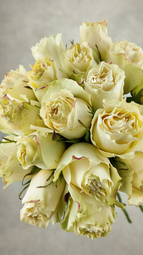 Rosa Cream Carpe Diem