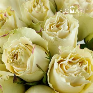 Rosa Cream Carpe Diem - Image 2