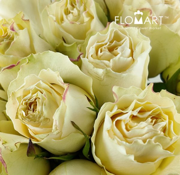 Rosa Cream Carpe Diem