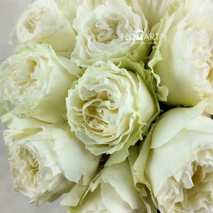 Rosa Cream Kiss