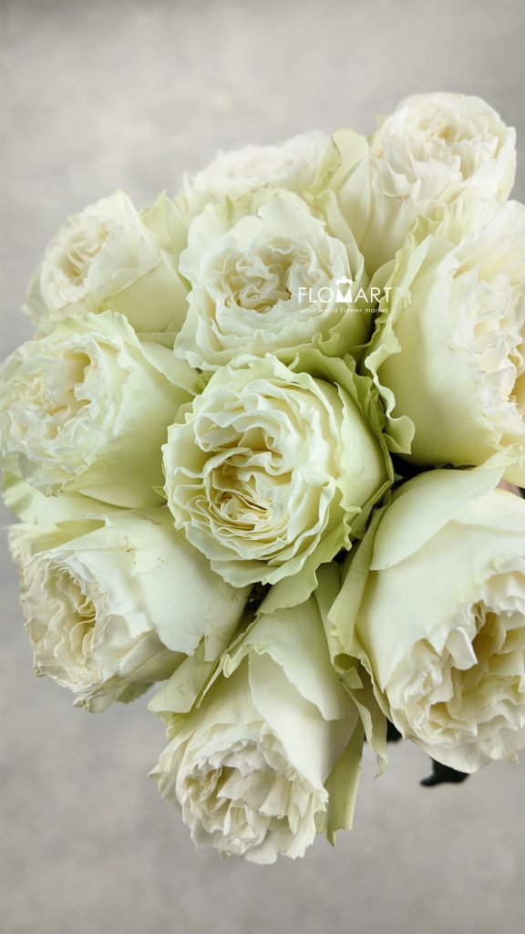 Rosa Cream Kiss