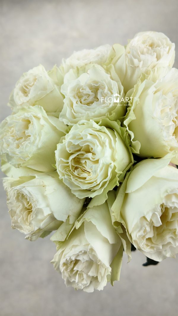 Rosa Cream Kiss