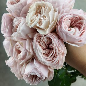 Rosa DA Charity Z
