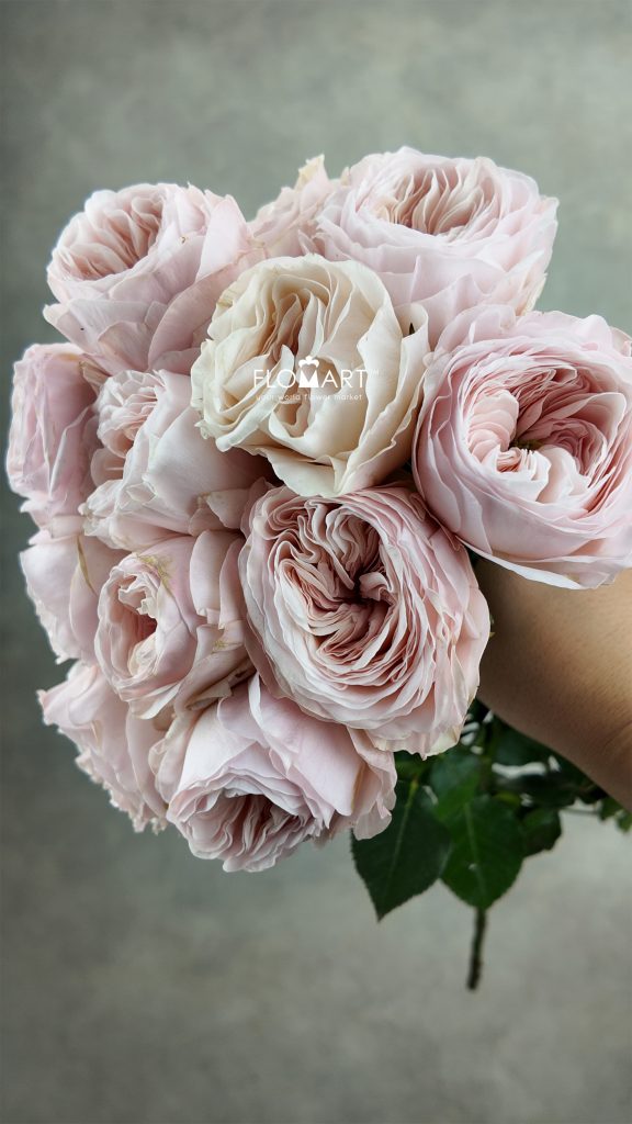 Rosa DA Charity