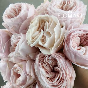 Rosa DA Charity - Image 2