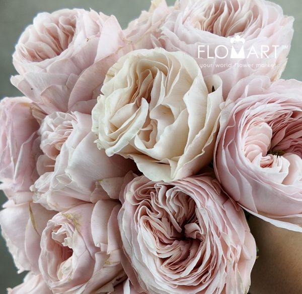 Rosa DA Charity