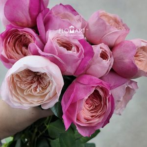 Rosa DA Constance