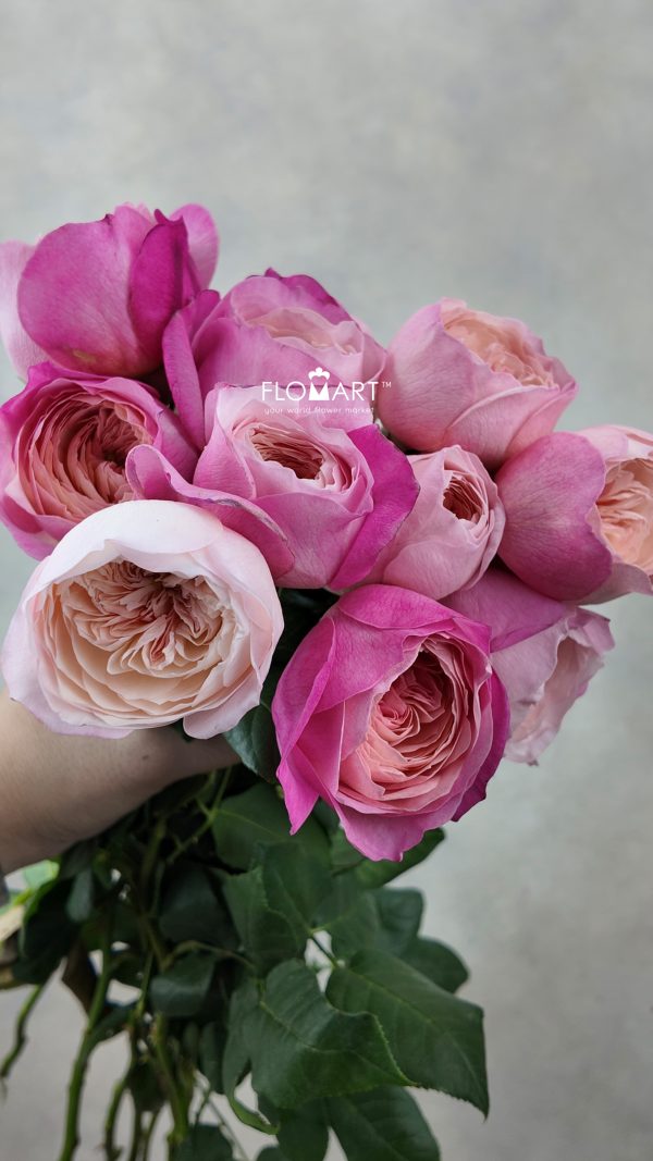 Rosa DA Constance