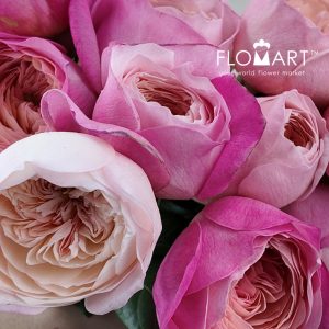 Rosa DA Constance - Image 2