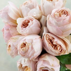 Rosa DA Juliet