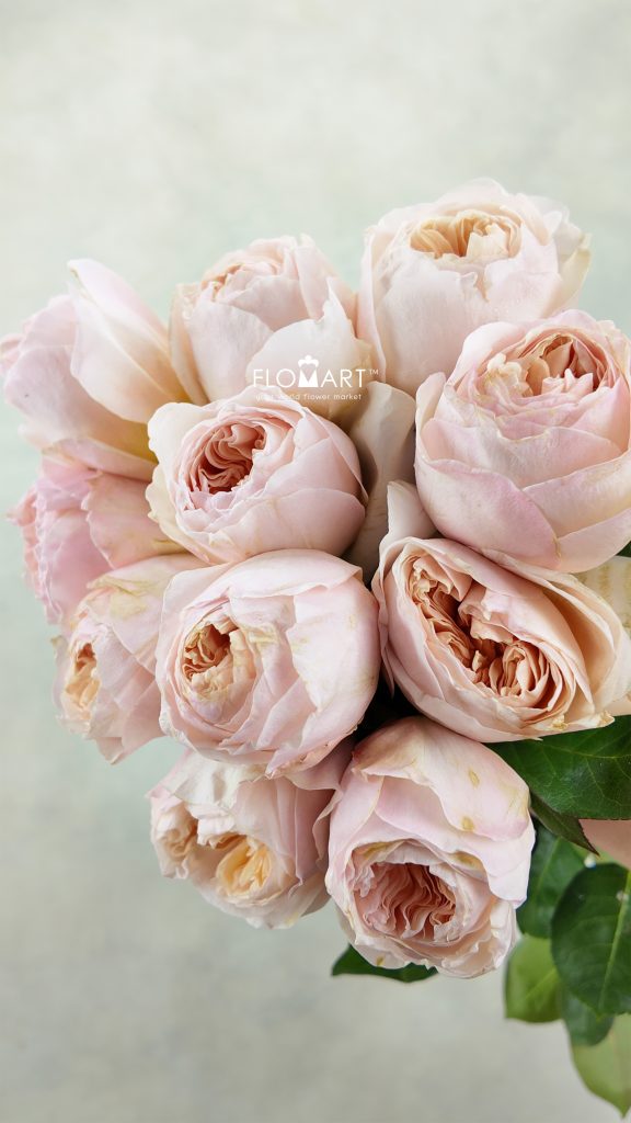 Rosa DA Juliet