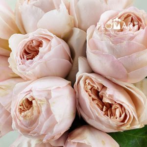 Rosa DA Juliet - Image 2