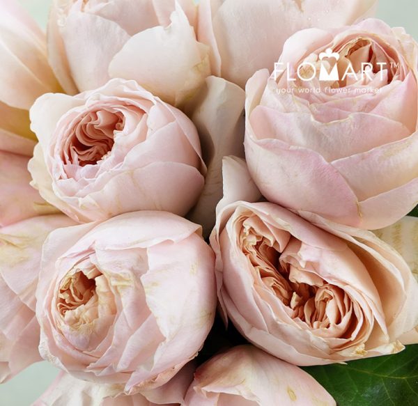 Rosa DA Juliet