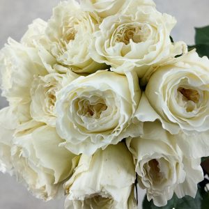 Rosa DA Patience