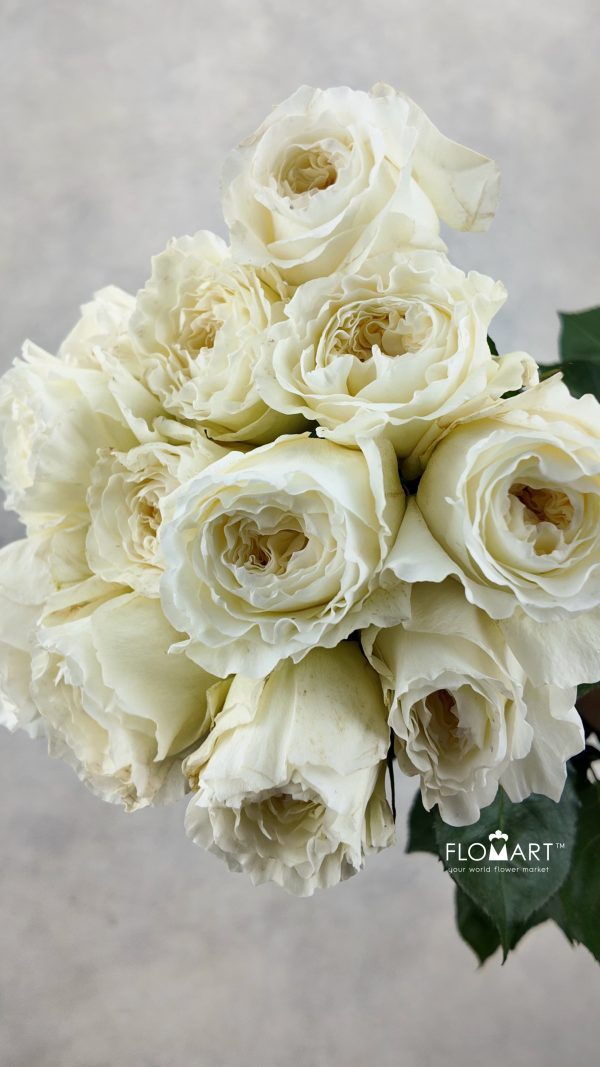 Rosa DA Patience Rosa DA Patience