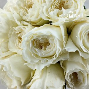 Rosa DA Patience - Image 2
