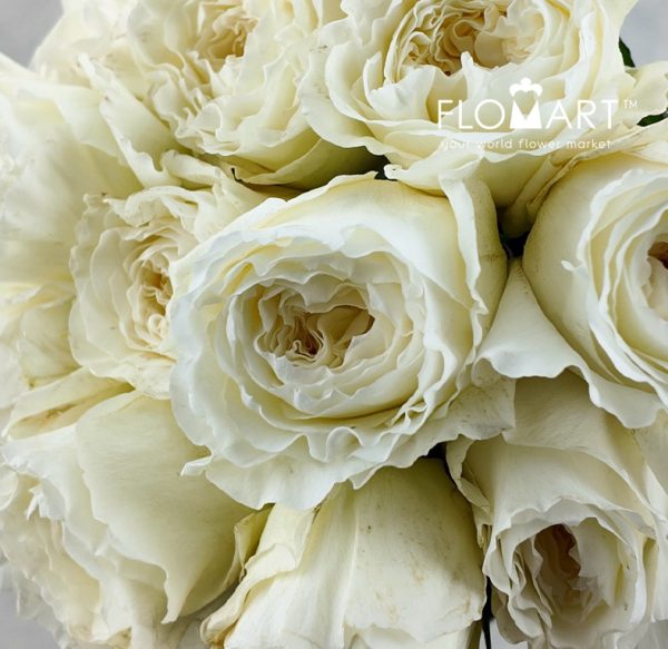 Rosa DA Patience