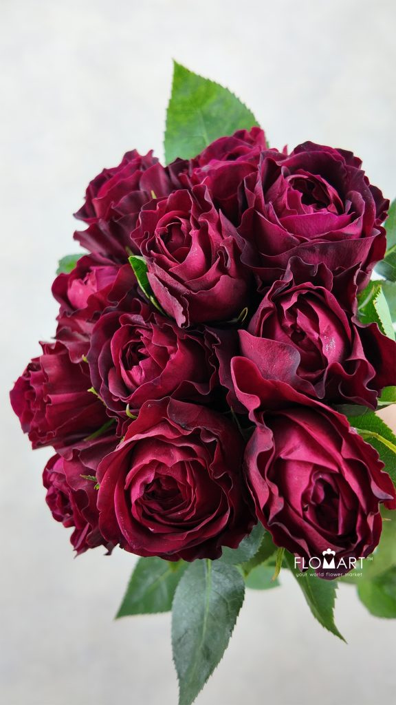 Rosa DA Tess
