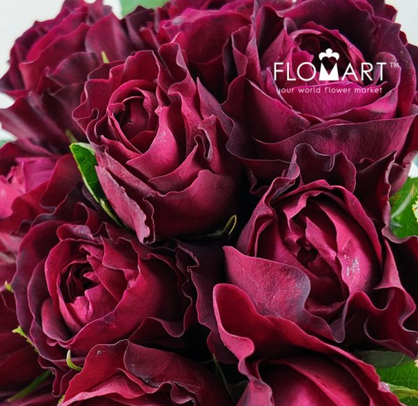 Rosa DA Tess