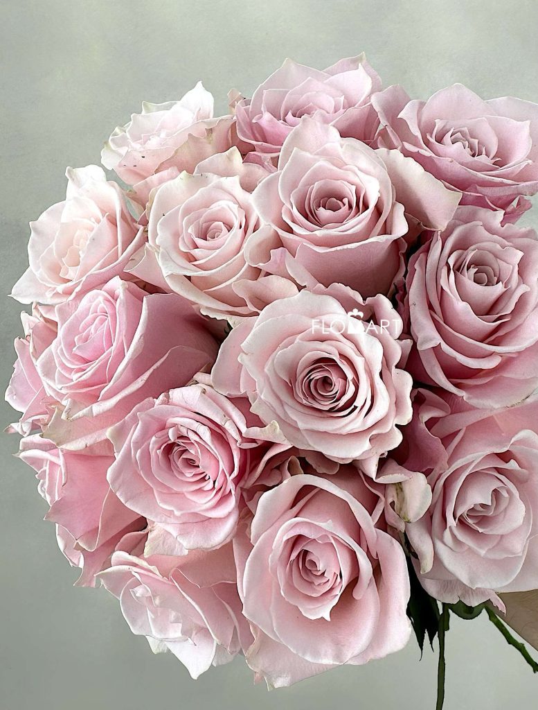 Rosa Pink Cloud
