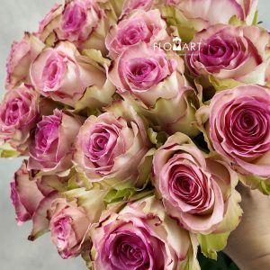 Rosa Esperance