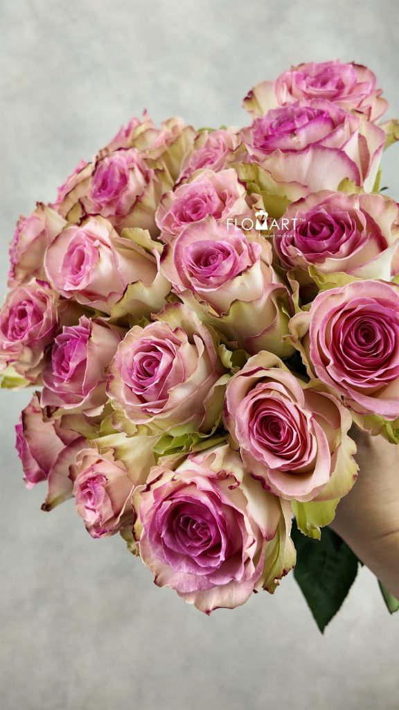 Rosa Esperance