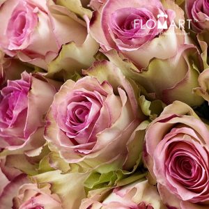 Rosa Esperance - Image 2