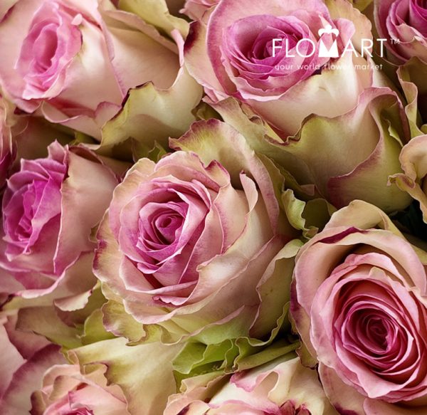 Rosa Esperance