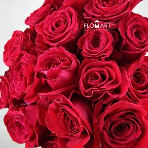 Rosa Freedom