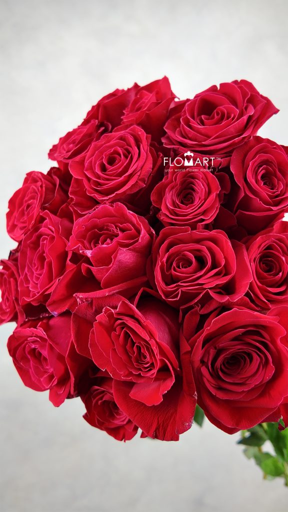 Rosa Freedom