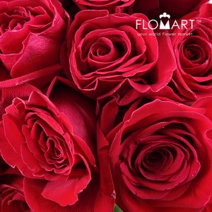 Rosa Freedom - Image 2