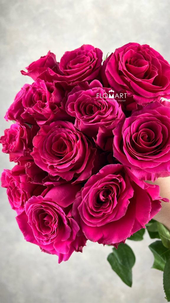 Rosa Full Monty